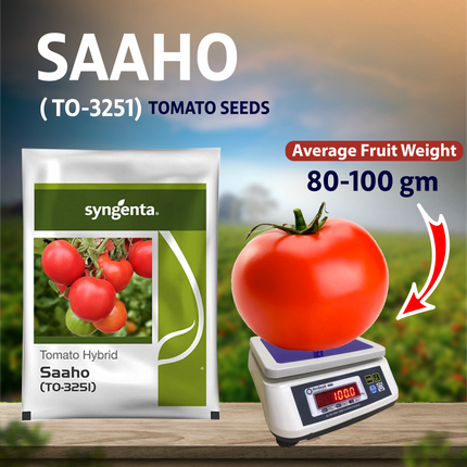 Syngenta Saaho (TO-3215) Tomato Seeds - 3500 SEEDS