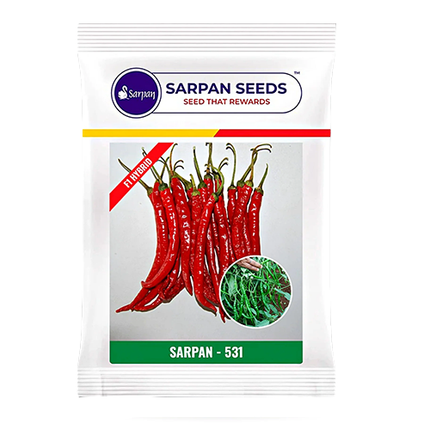 Sarpan 531 Chilli Seeds - 10 GM