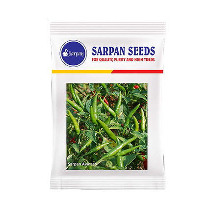 Sarpan Avinash Chilli Seeds - 10 GM