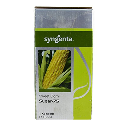 Syngenta Sugar 75 Sweet Corn Seeds