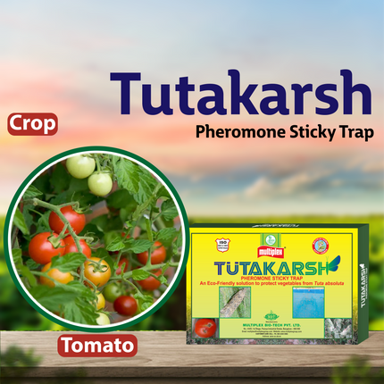 Multiplex Tutakarsh Pheromone Trap for Tuta Absoluta Crop