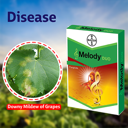 Bayer Melody Duo Fungicide Disease